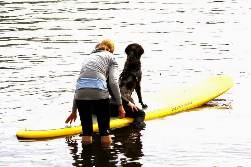 SUP Dog Kurse Stand Up Paddling mit Hund Alster Hamburg II