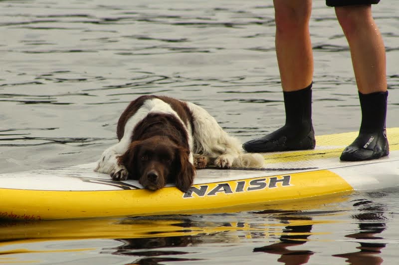 SUP Dog Kurse Stand Up Paddling mit Hund Alster Hamburg I